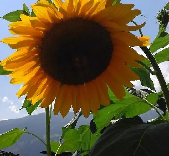 Gaestehaus Wildauer * Zell am Ziller