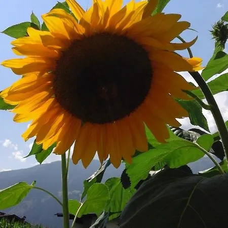 Gaestehaus Wildauer * Zell am Ziller